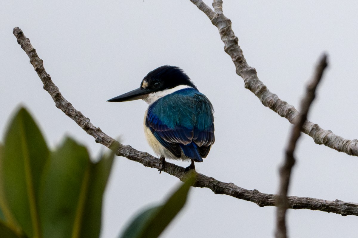 Forest Kingfisher - U3A Bird Group Two