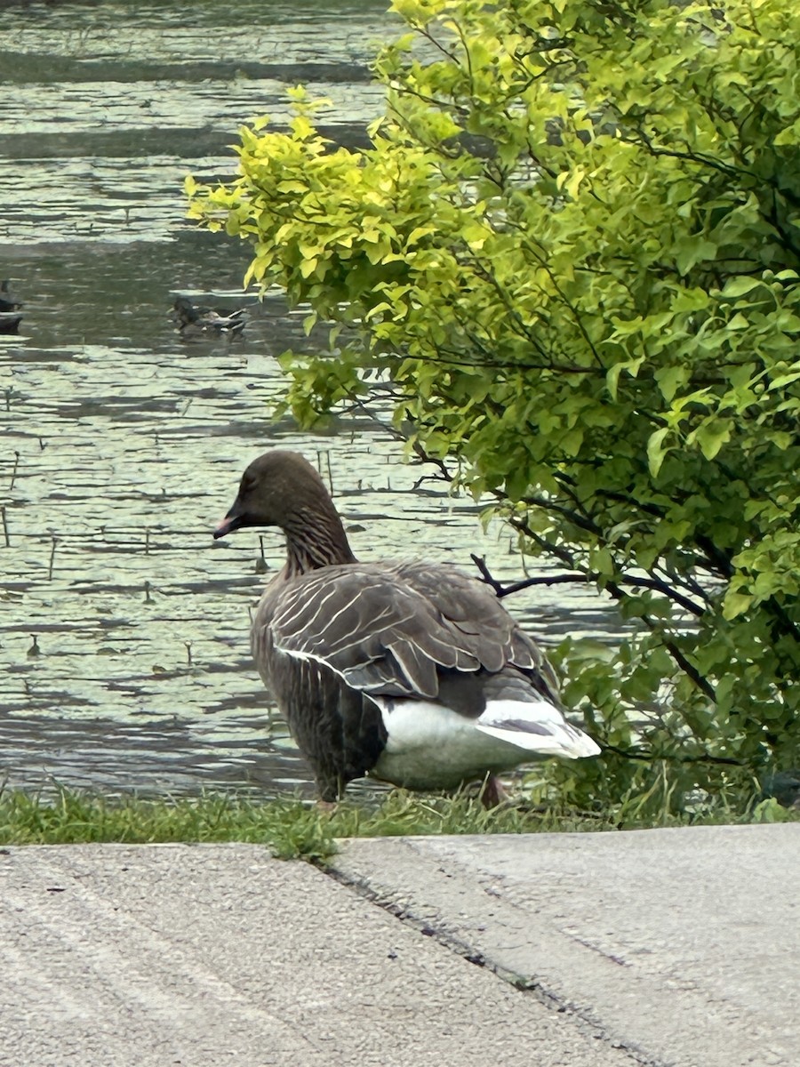Pink-footed Goose - ML621080128