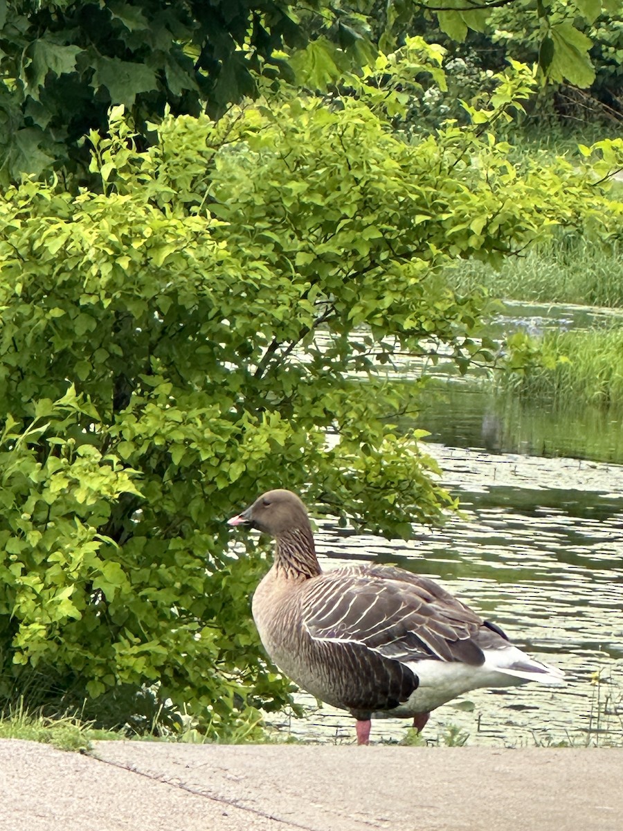 Pink-footed Goose - ML621080129