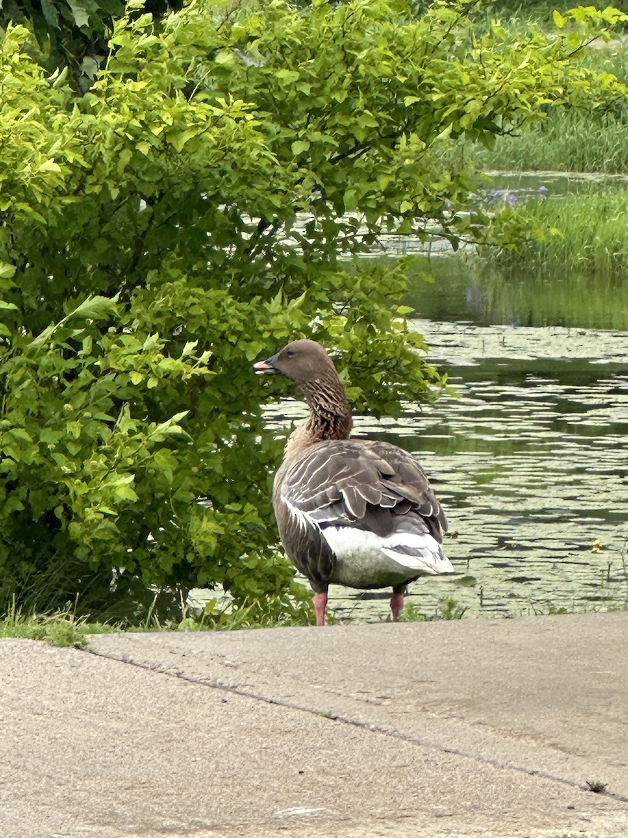 Pink-footed Goose - ML621080131