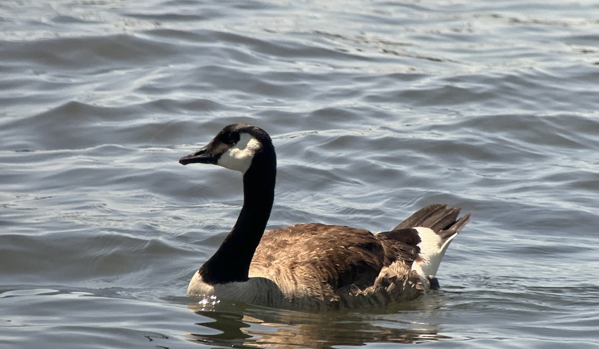 Canada Goose - ML621080143