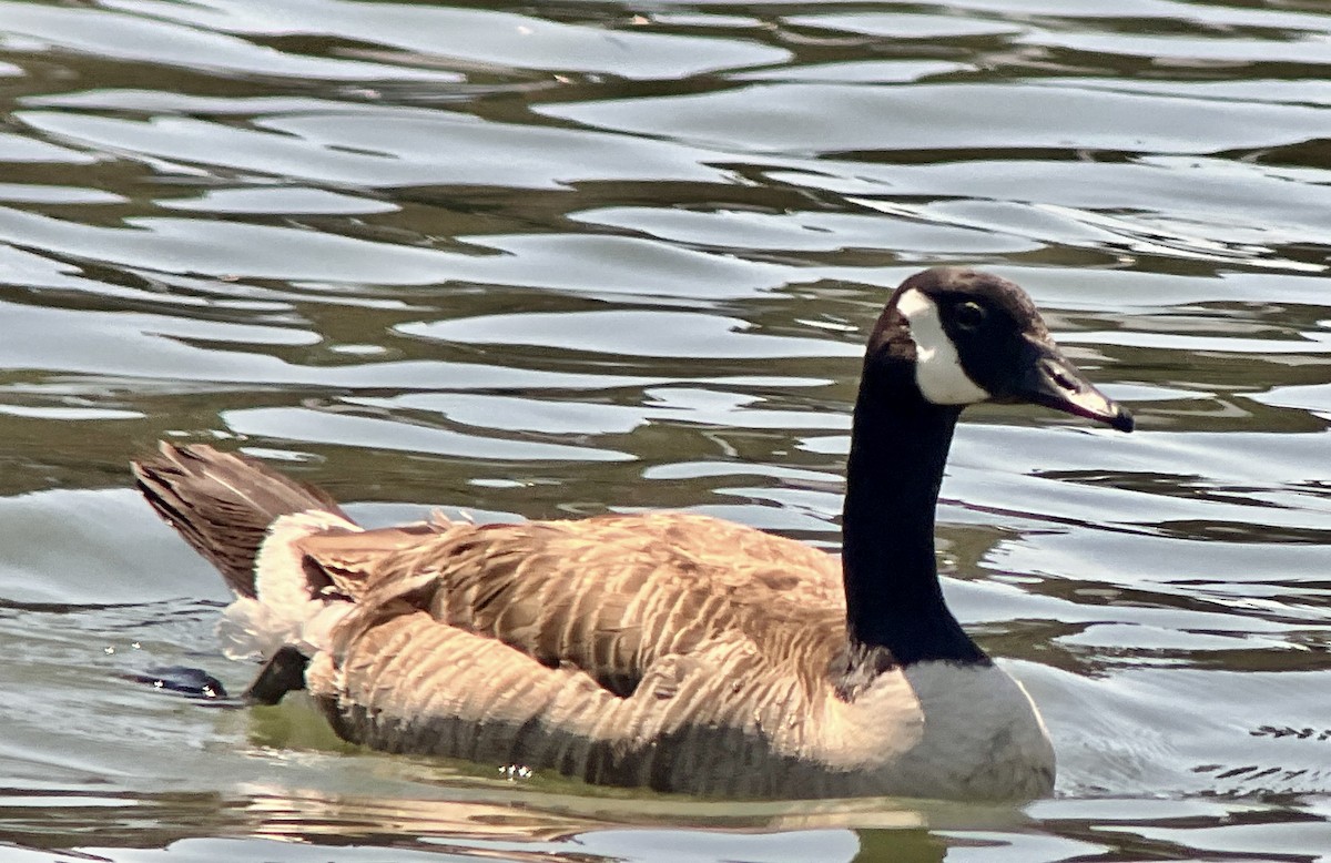 Canada Goose - ML621080144