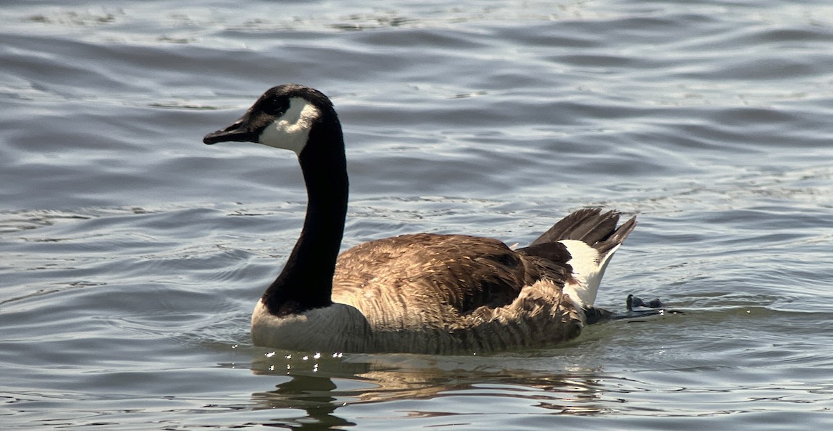 Canada Goose - ML621080145