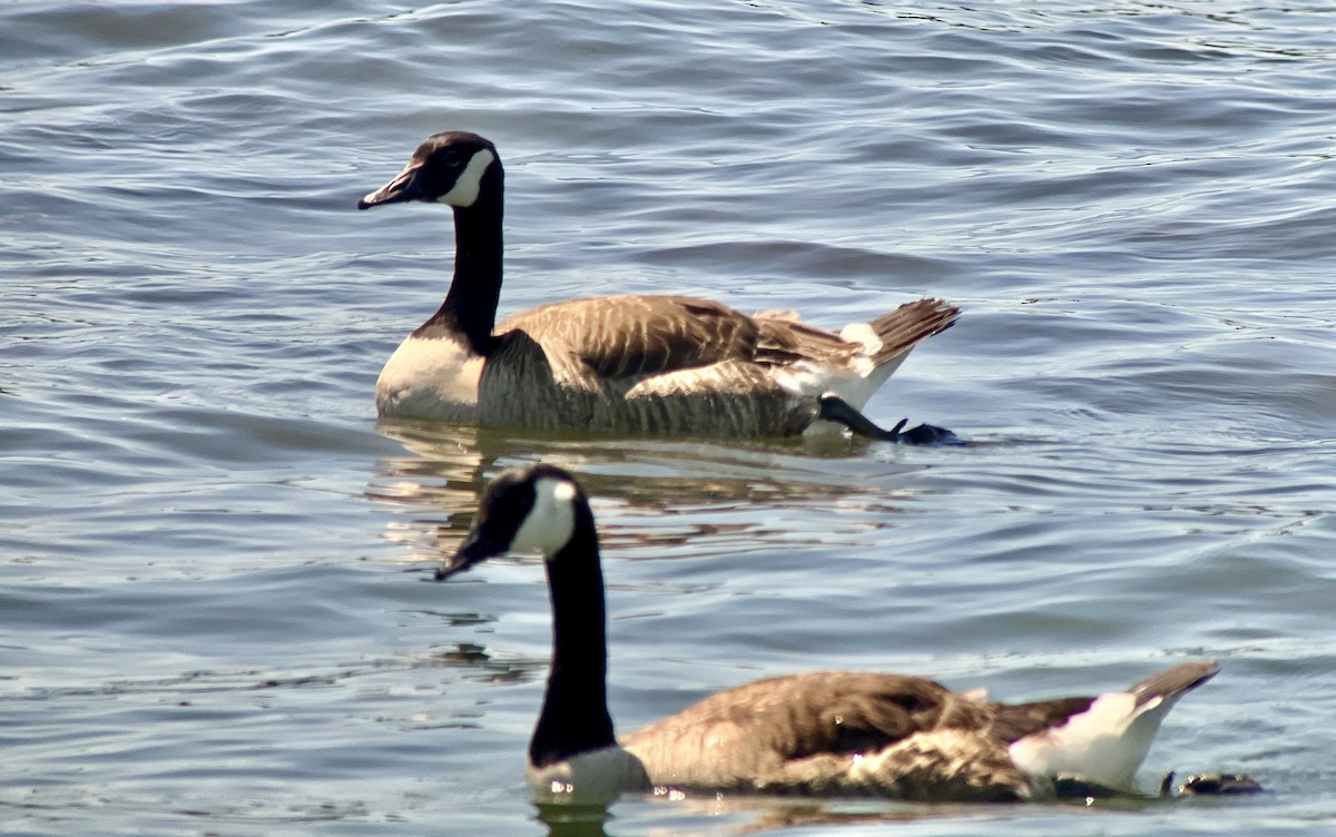 Canada Goose - ML621080146