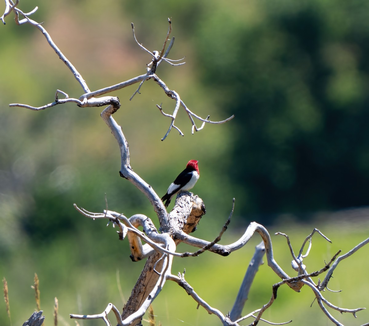 Red-headed Woodpecker - ML621080168