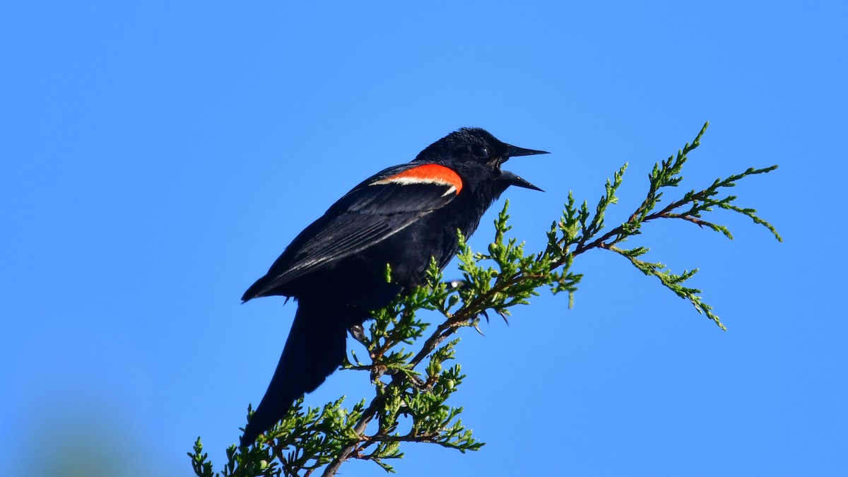 Red-winged Blackbird - ML621080184