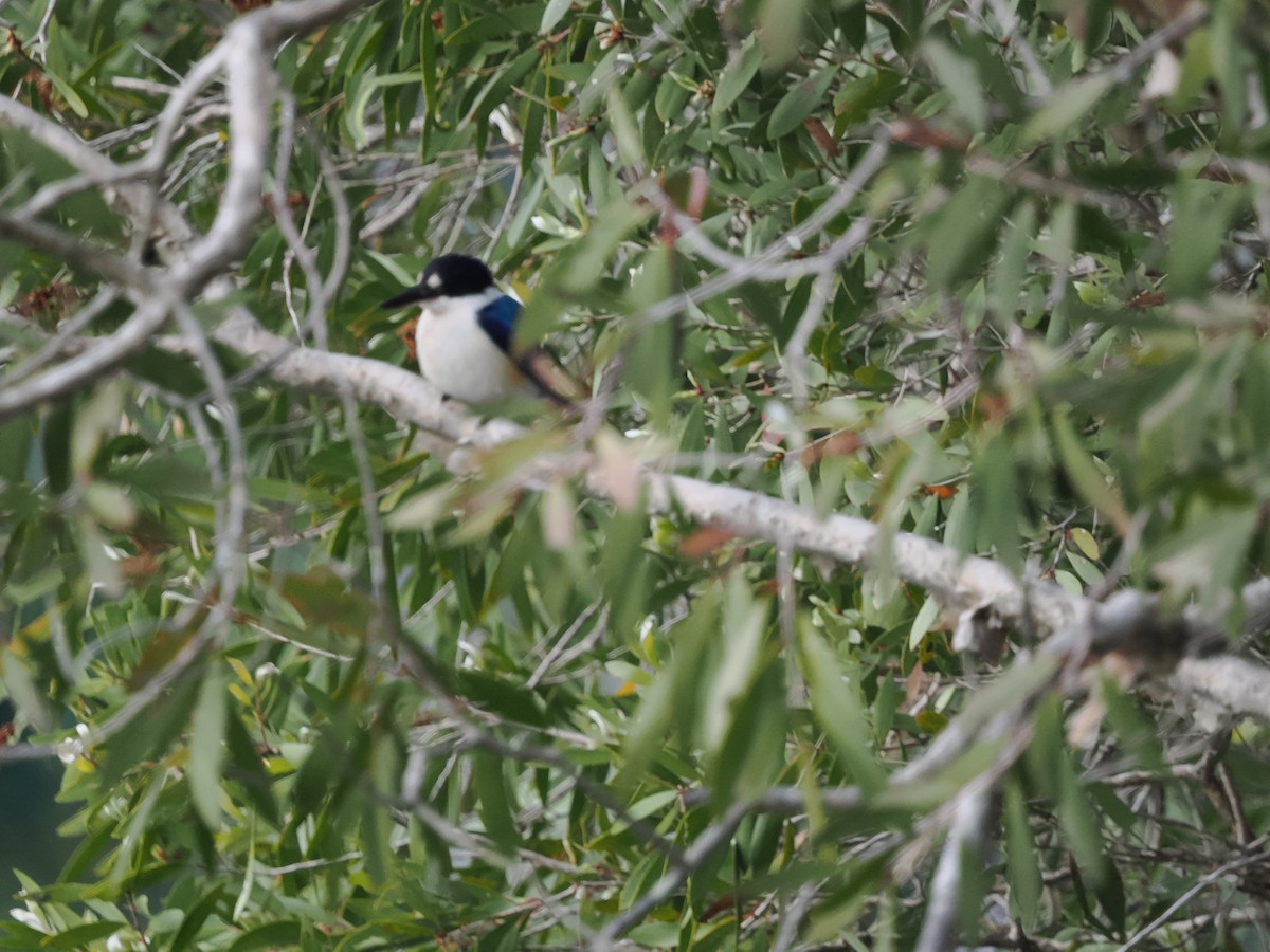 Forest Kingfisher - ML621080193