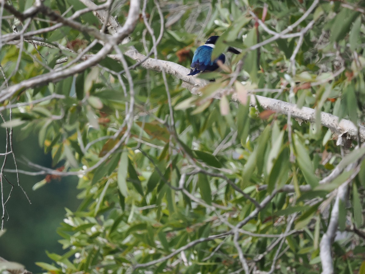 Forest Kingfisher - ML621080194