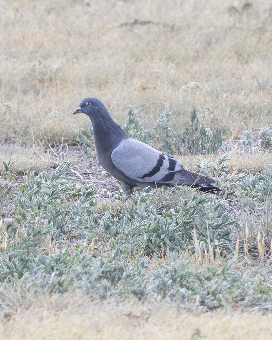 Rock Pigeon (Feral Pigeon) - ML621080224
