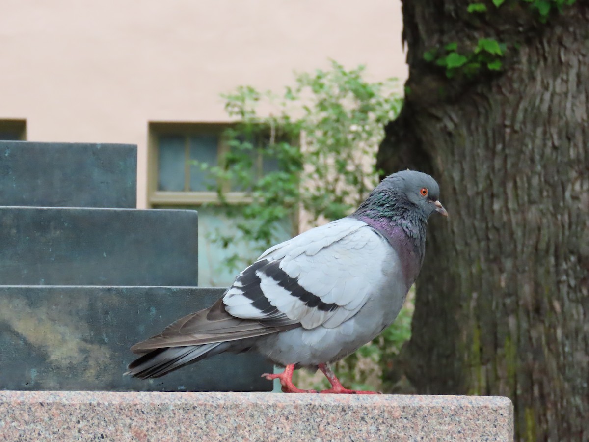 Pigeon biset (forme domestique) - ML621080248