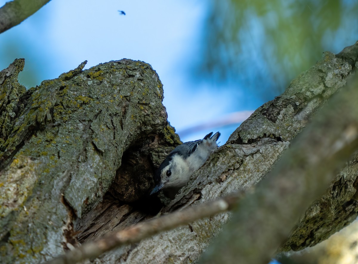 White-breasted Nuthatch - ML621080250