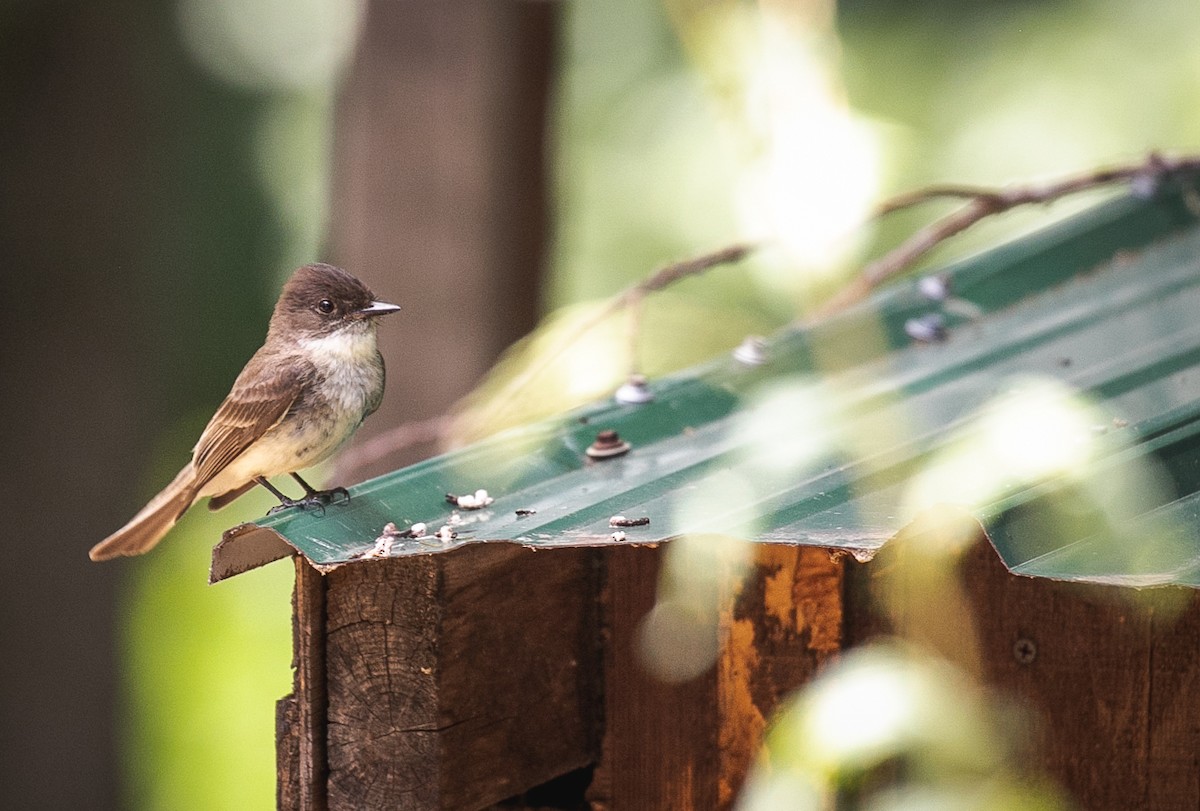 Eastern Phoebe - ML621080284