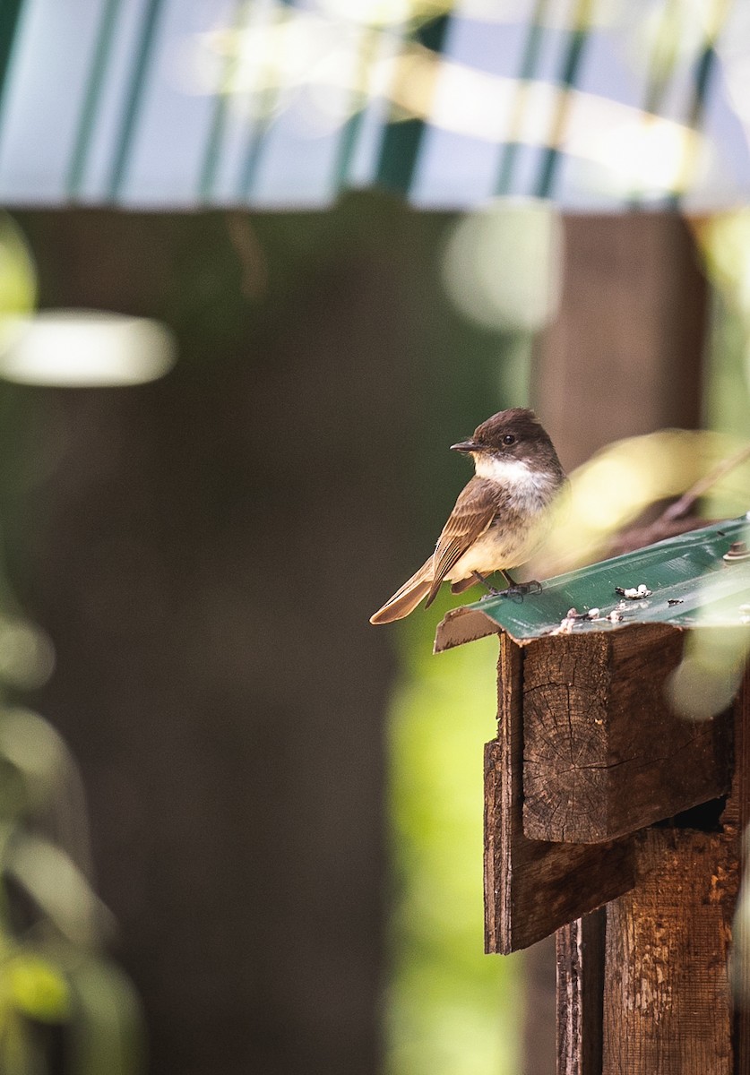 Eastern Phoebe - ML621080285