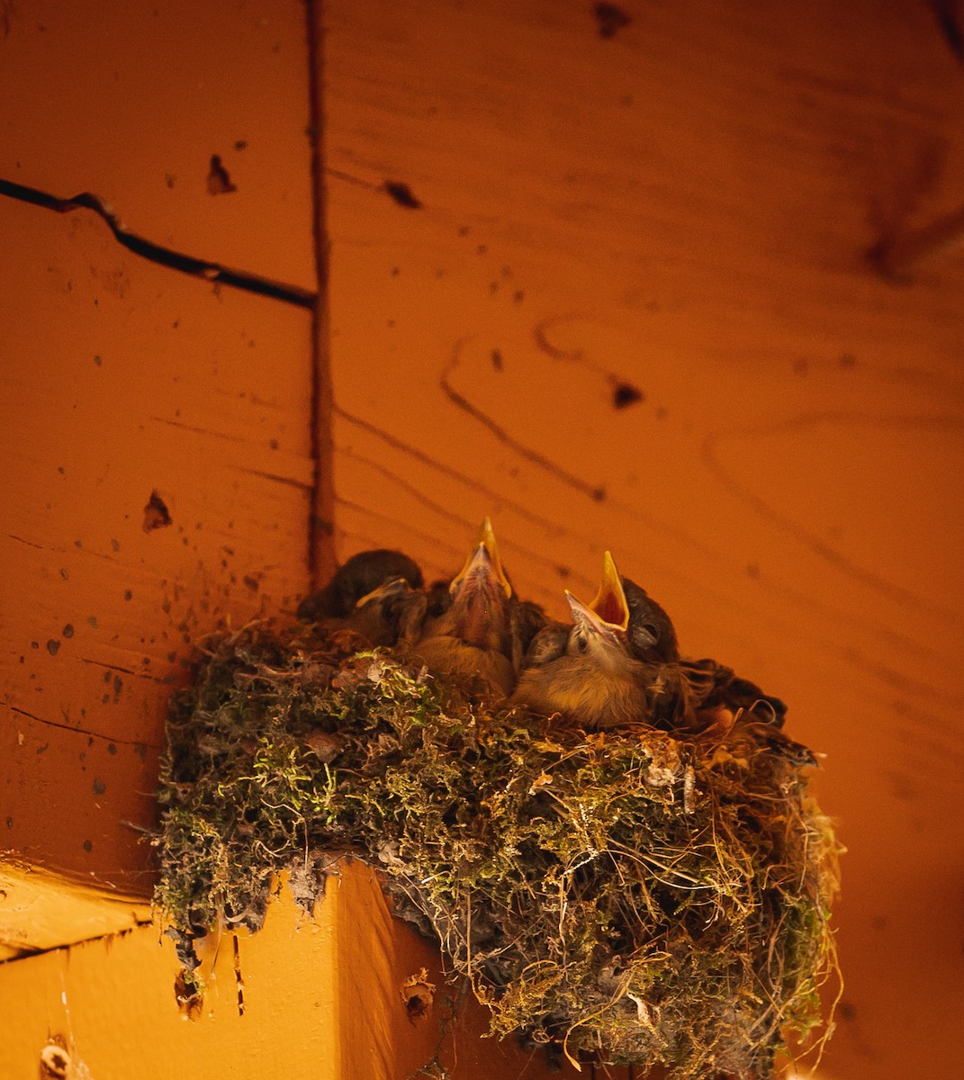 Eastern Phoebe - ML621080286
