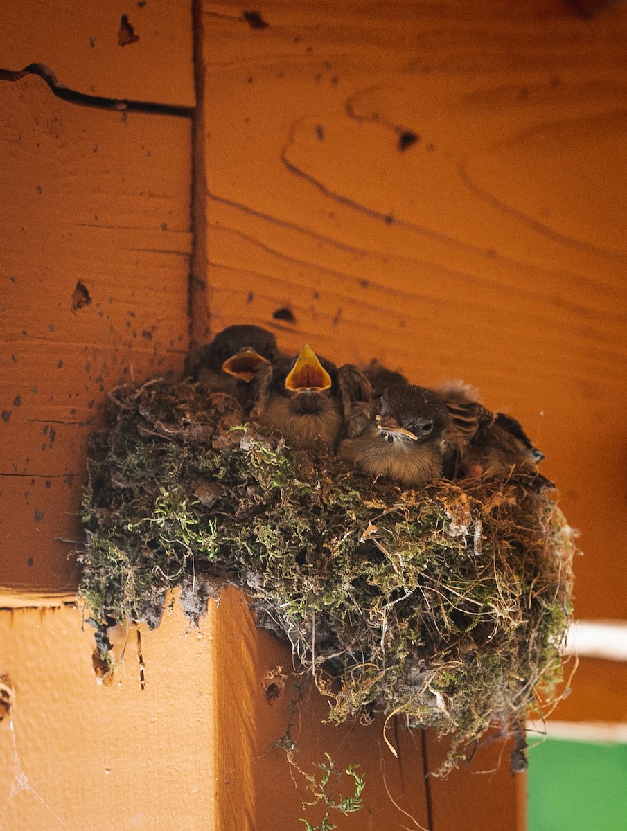 Eastern Phoebe - ML621080287