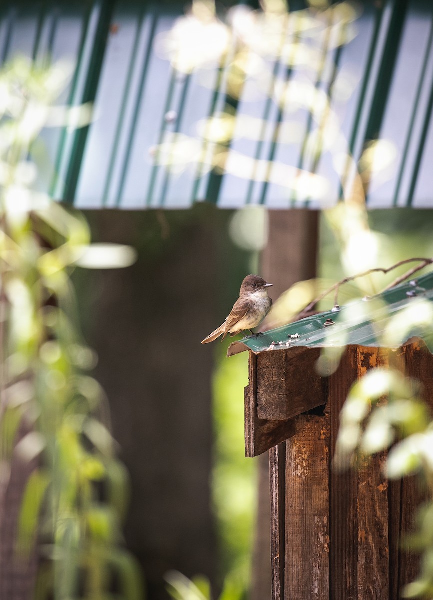 Eastern Phoebe - ML621080288