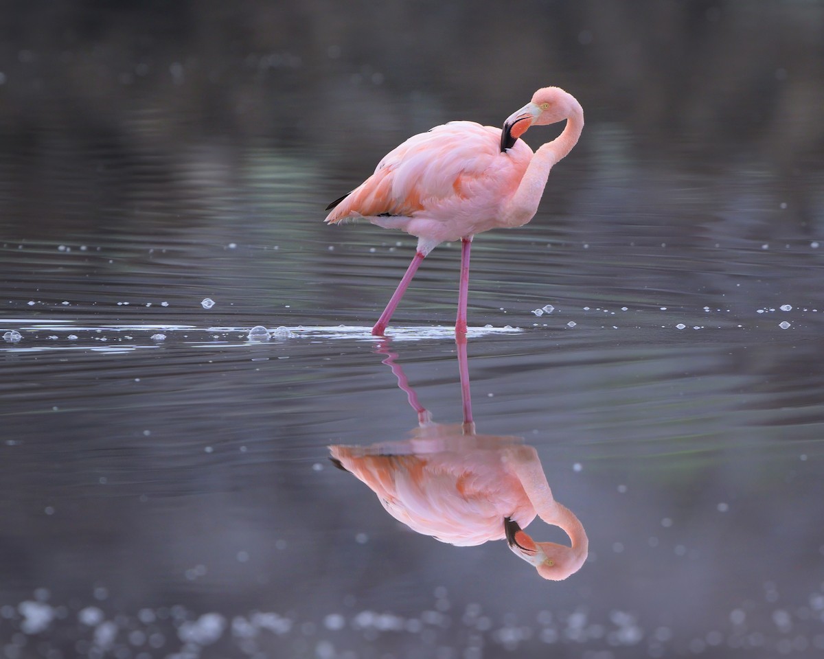 Amerika Flamingosu - ML621080296