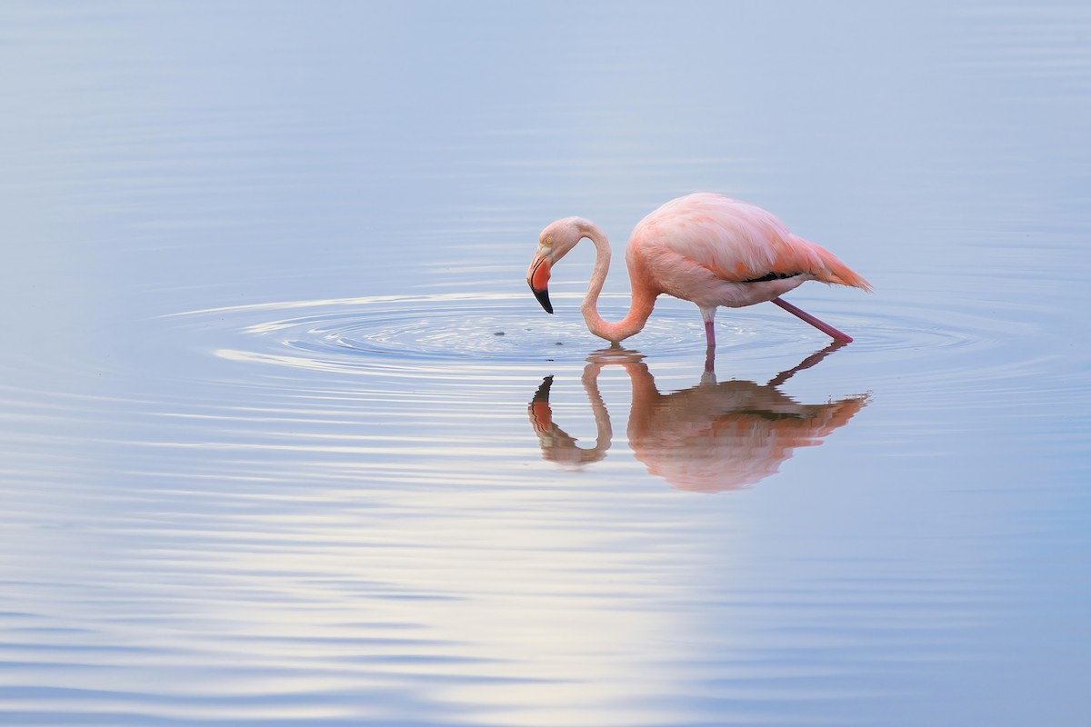 Amerika Flamingosu - ML621080298