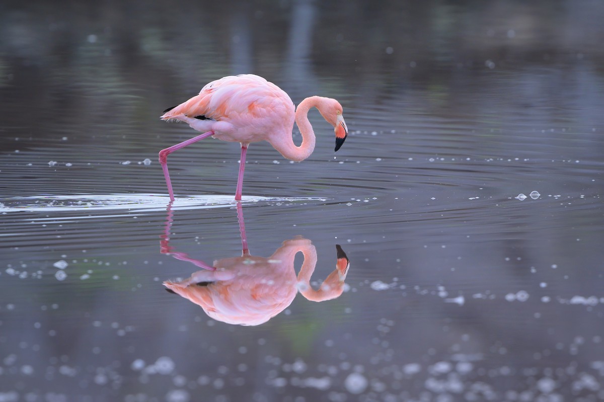 American Flamingo - Sean Crockett