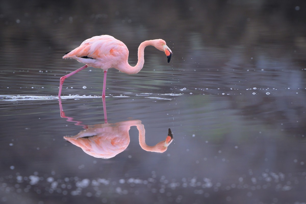 Amerika Flamingosu - ML621080301