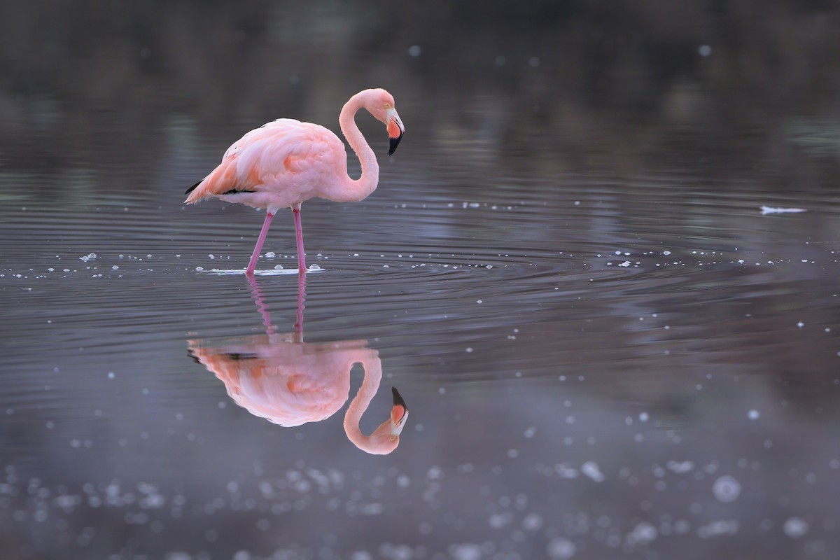 Amerika Flamingosu - ML621080302