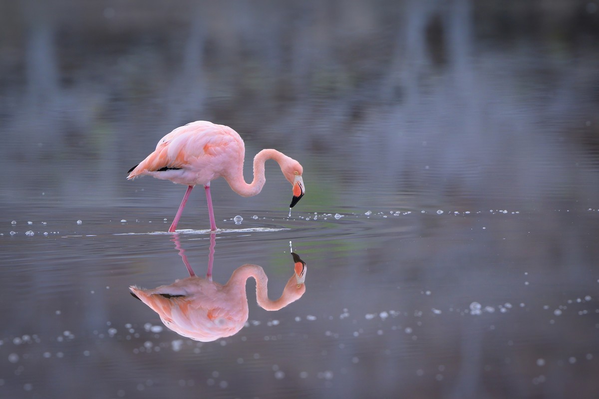 Amerika Flamingosu - ML621080303