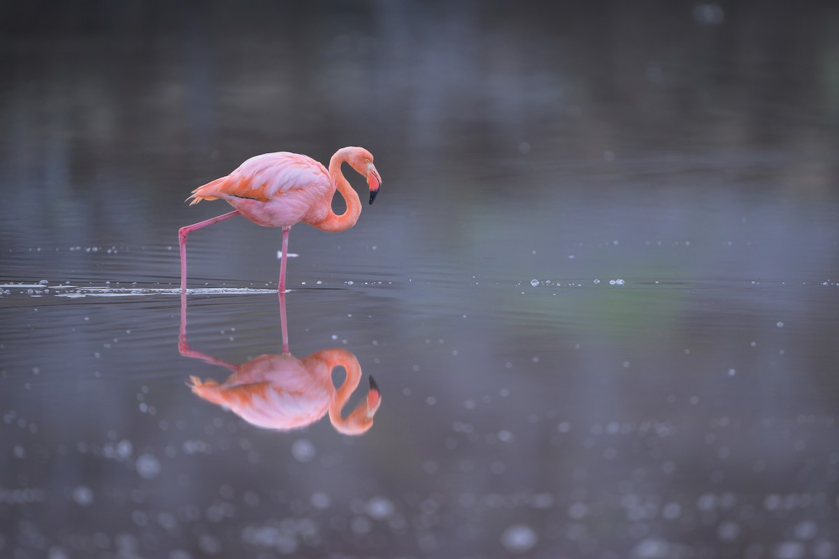 Amerika Flamingosu - ML621080306