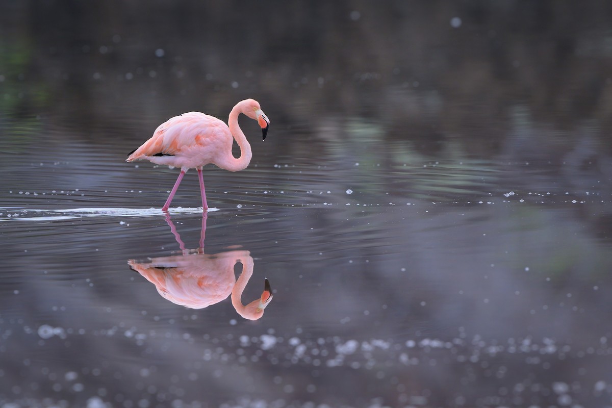 Amerika Flamingosu - ML621080310