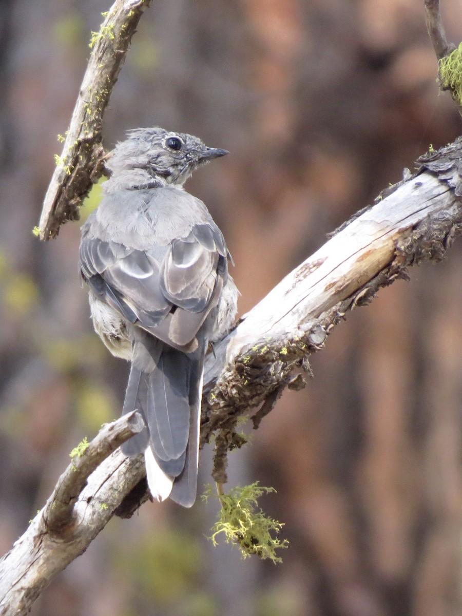 Townsend's Solitaire - ML621080402