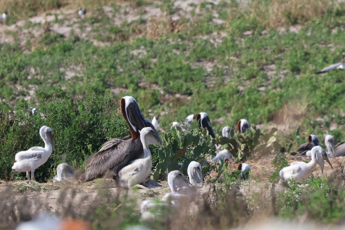 Brown Pelican - ML621080443