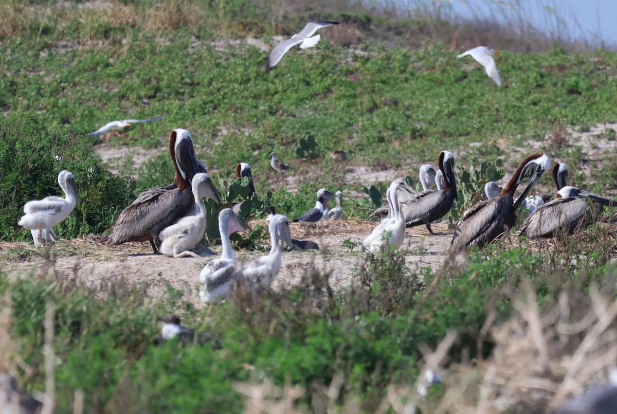 Brown Pelican - ML621080444