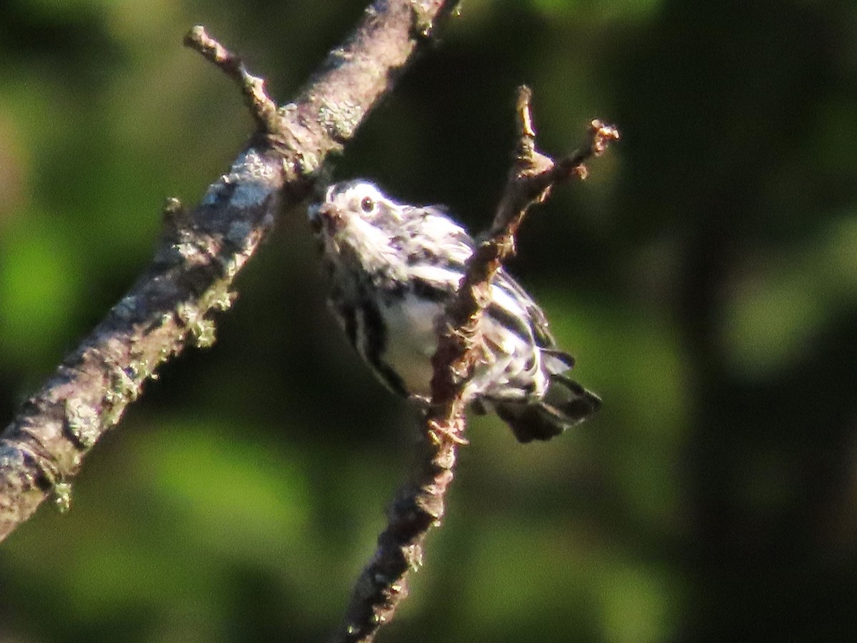Black-and-white Warbler - ML621080457