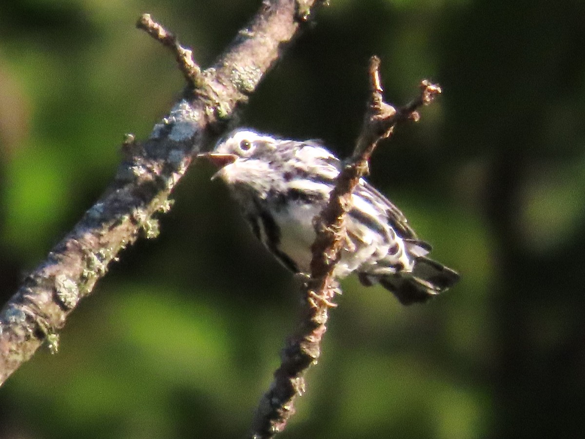 Black-and-white Warbler - ML621080458