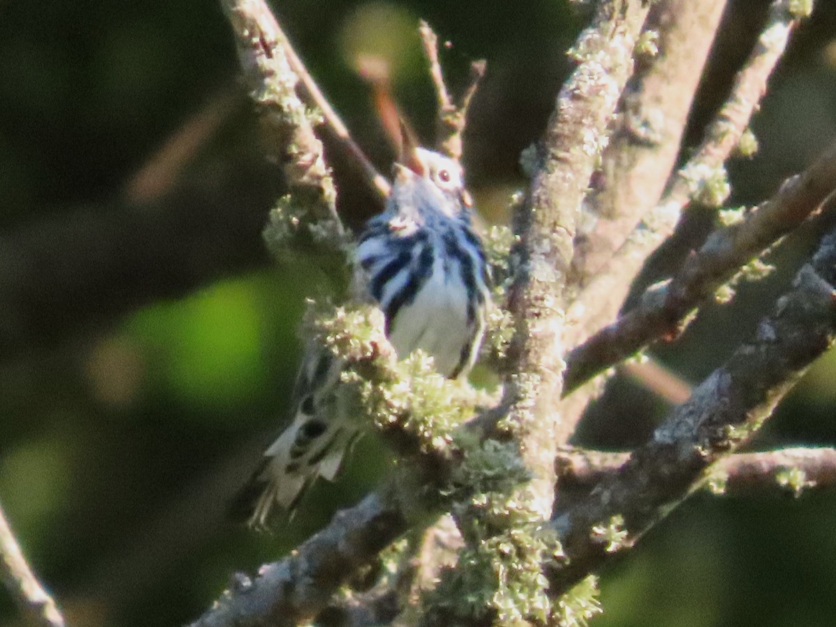 Black-and-white Warbler - ML621080459