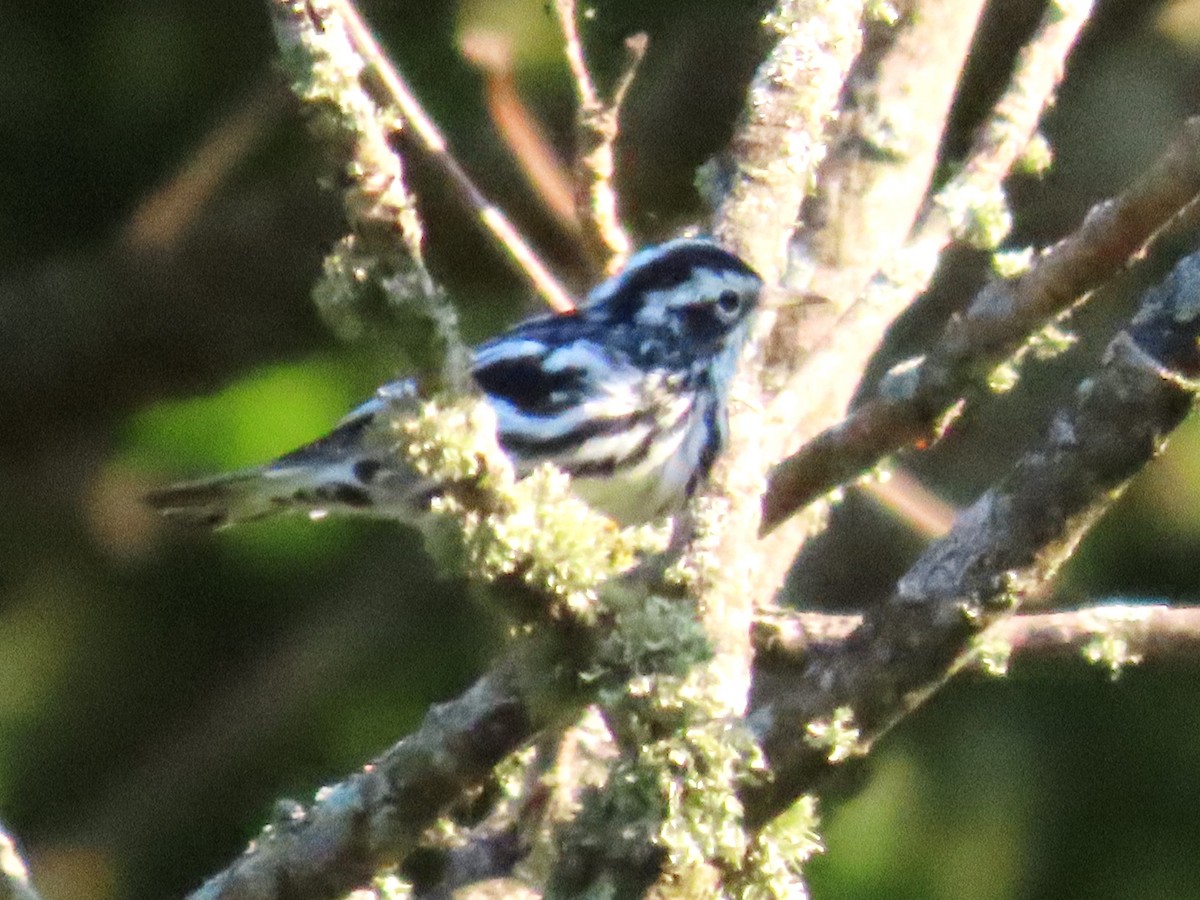 Black-and-white Warbler - ML621080461