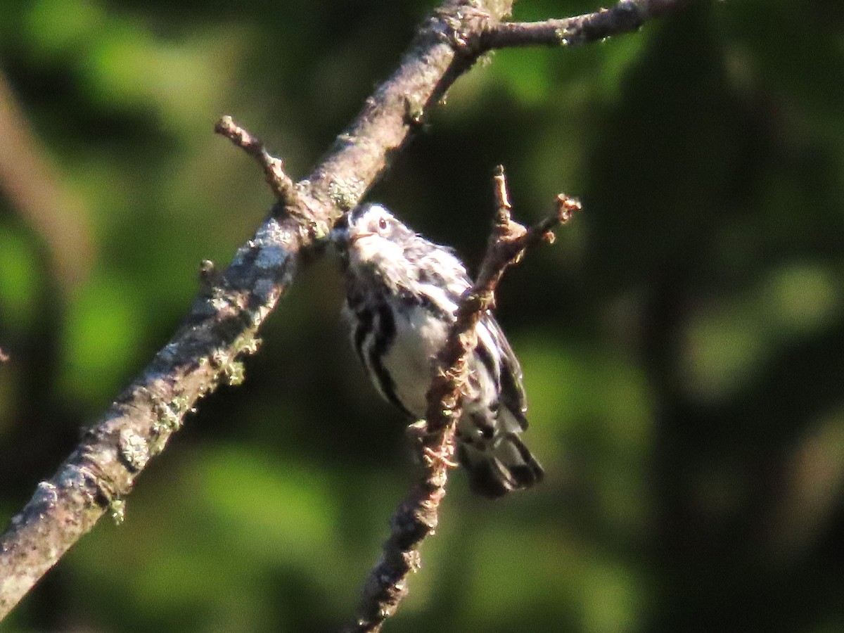 Black-and-white Warbler - ML621080462