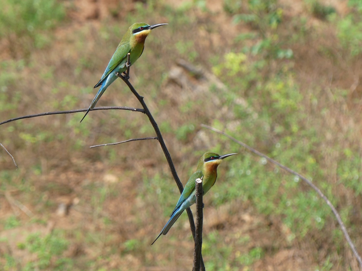 Blue-tailed Bee-eater - ML621080463