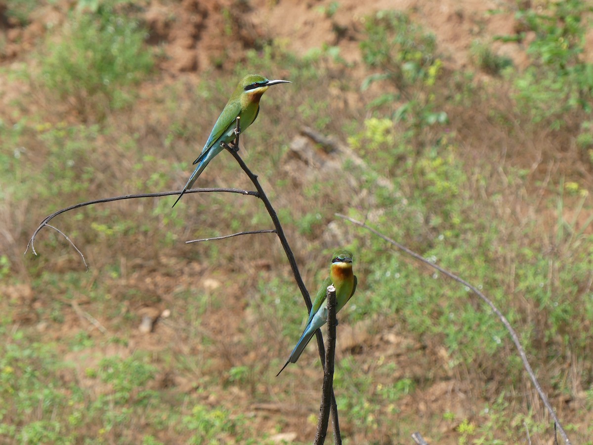 Blue-tailed Bee-eater - ML621080464