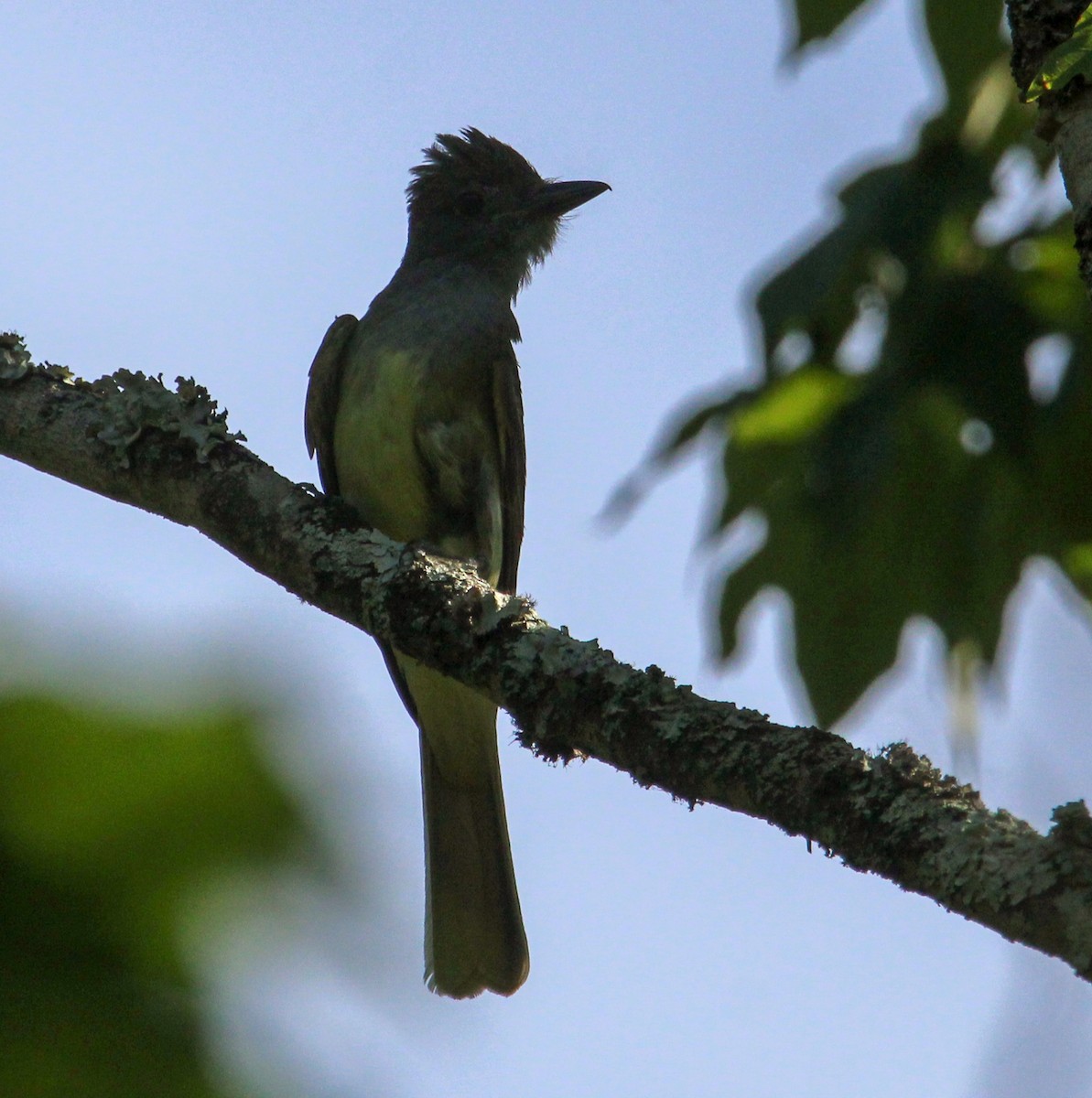 Great Crested Flycatcher - ML621080495