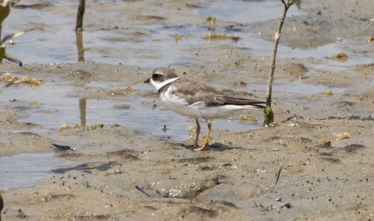 Semipalmated Plover - ML621080498