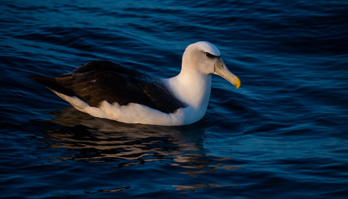 Albatros à cape blanche - ML621080504