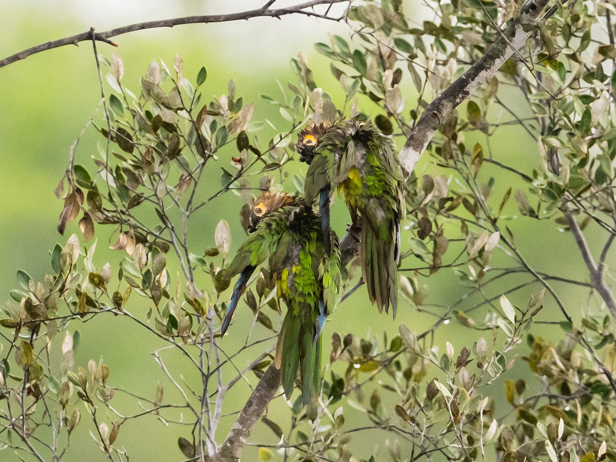 Brown-throated Parakeet - ML621080516