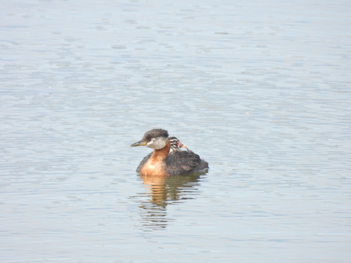 Red-necked Grebe - ML621080518