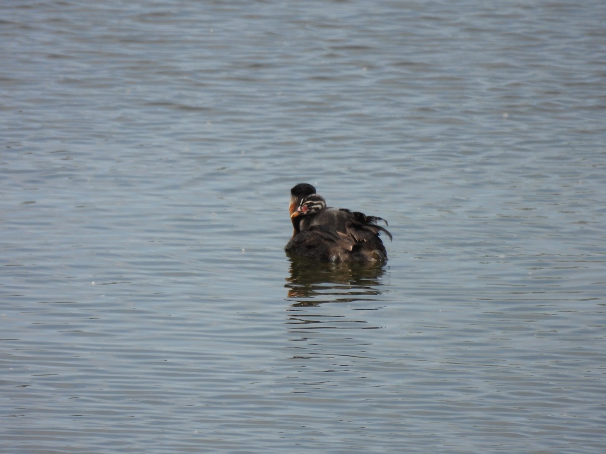 Red-necked Grebe - ML621080519