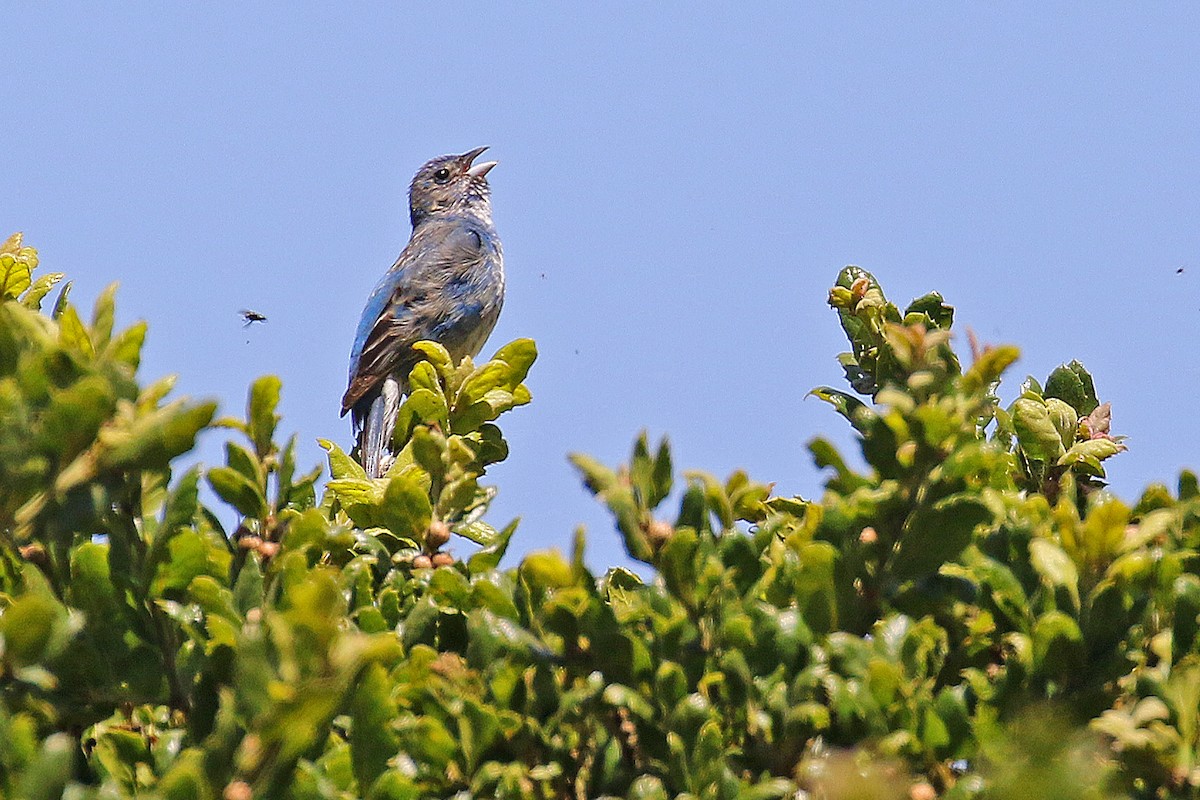 Indigo Bunting - ML621080525