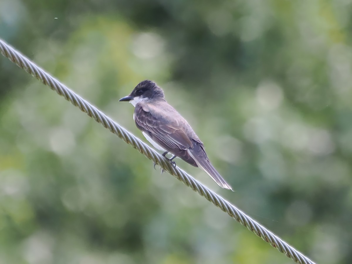 Eastern Kingbird - ML621080539