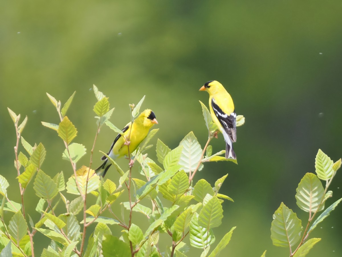 American Goldfinch - ML621080557