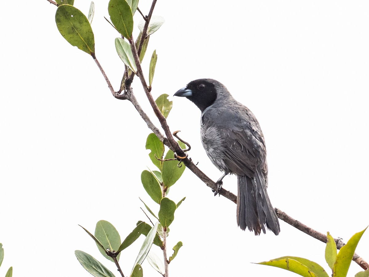 Black-faced Tanager - ML621080559