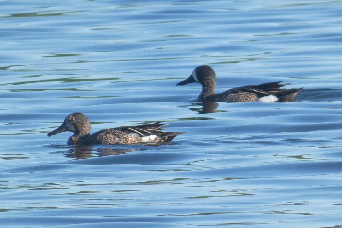 Blue-winged Teal - ML621080561