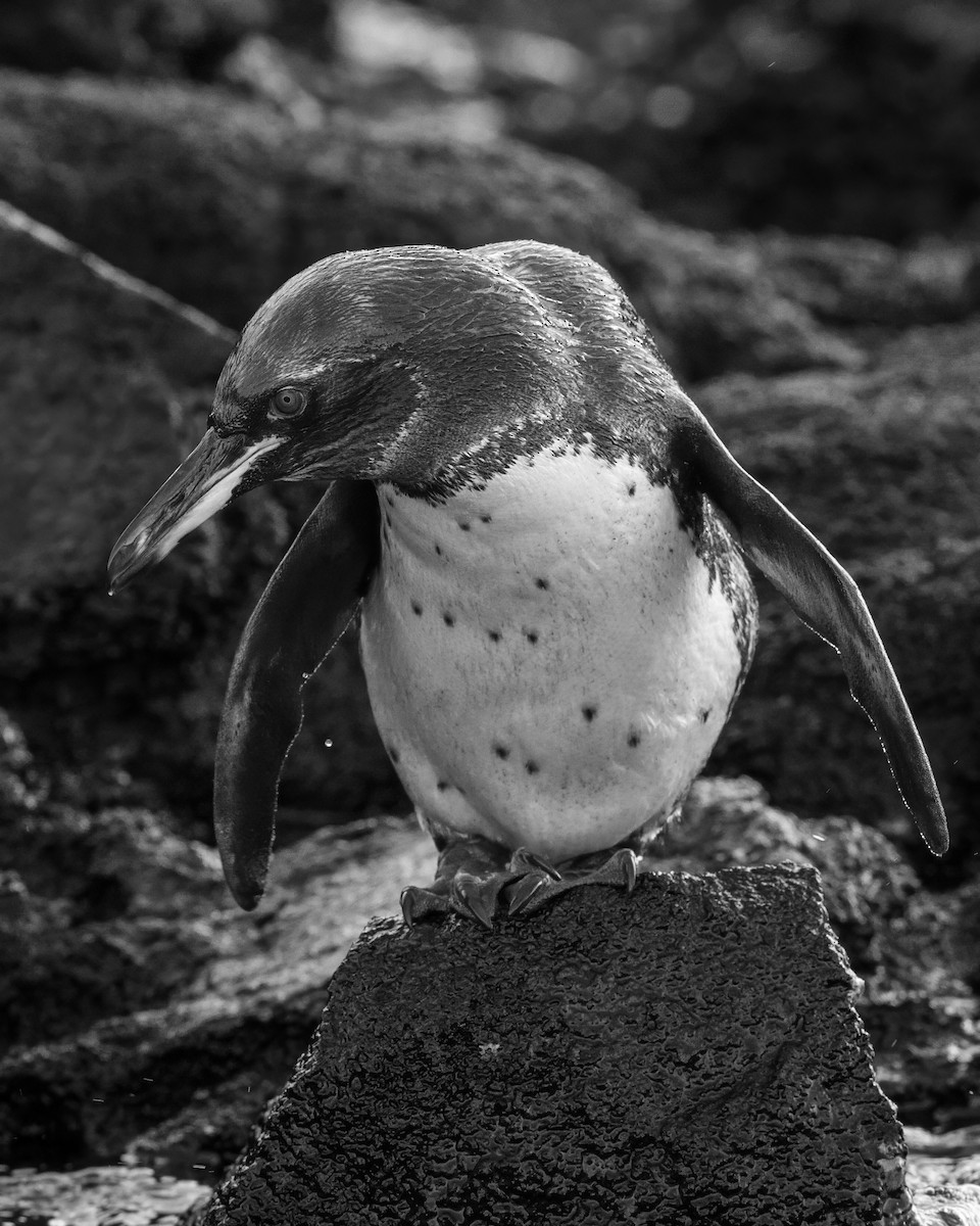 Pingüino de Galápagos - ML621080570